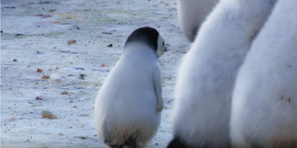 物寂し気にちょこんと写るコウテイペンギンのヒナの後ろ姿