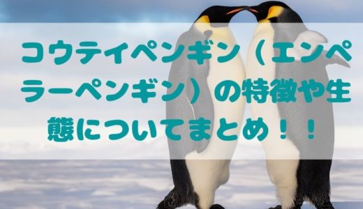 コウテイペンギン（エンペラーペンギン）の特徴や生態についてまとめ！