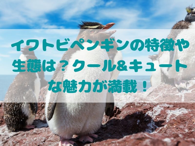 イワトビペンギンの特徴や生態は？クール&キュートな魅力が満載！